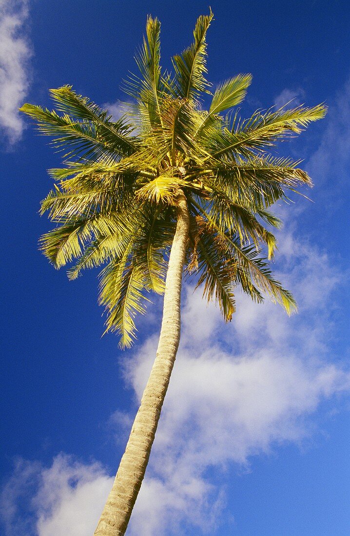 Eine Kokos-Palme