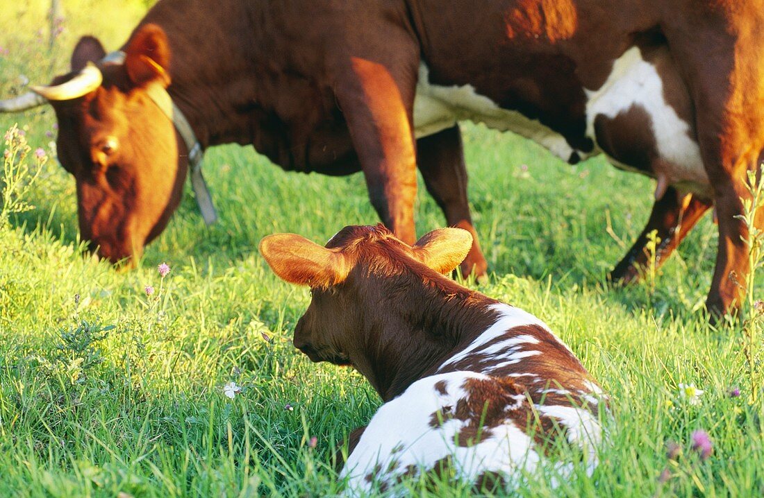 Kalb liegt auf der Wiese mit Kuh im Hintergrund