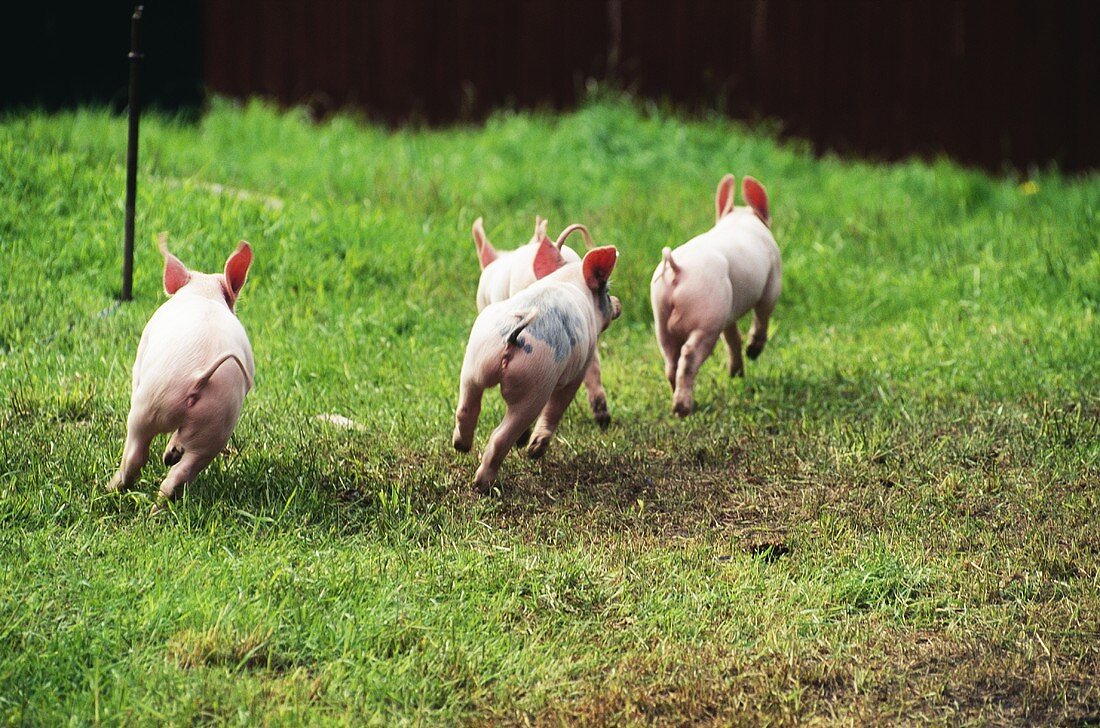 Four piglets running across a field