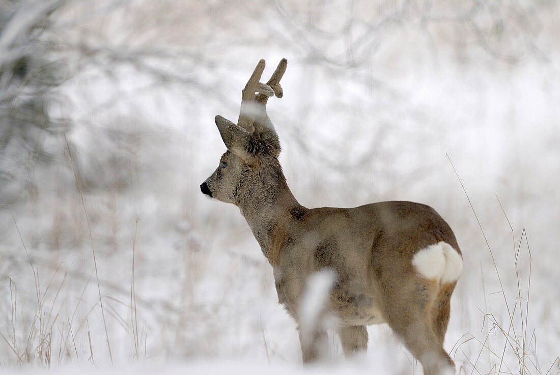 Young roebuck in snow