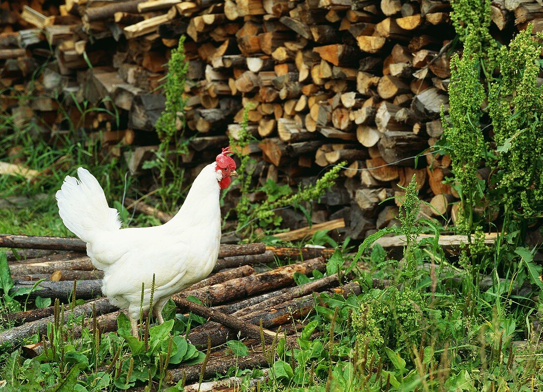 White hen on a woodpile