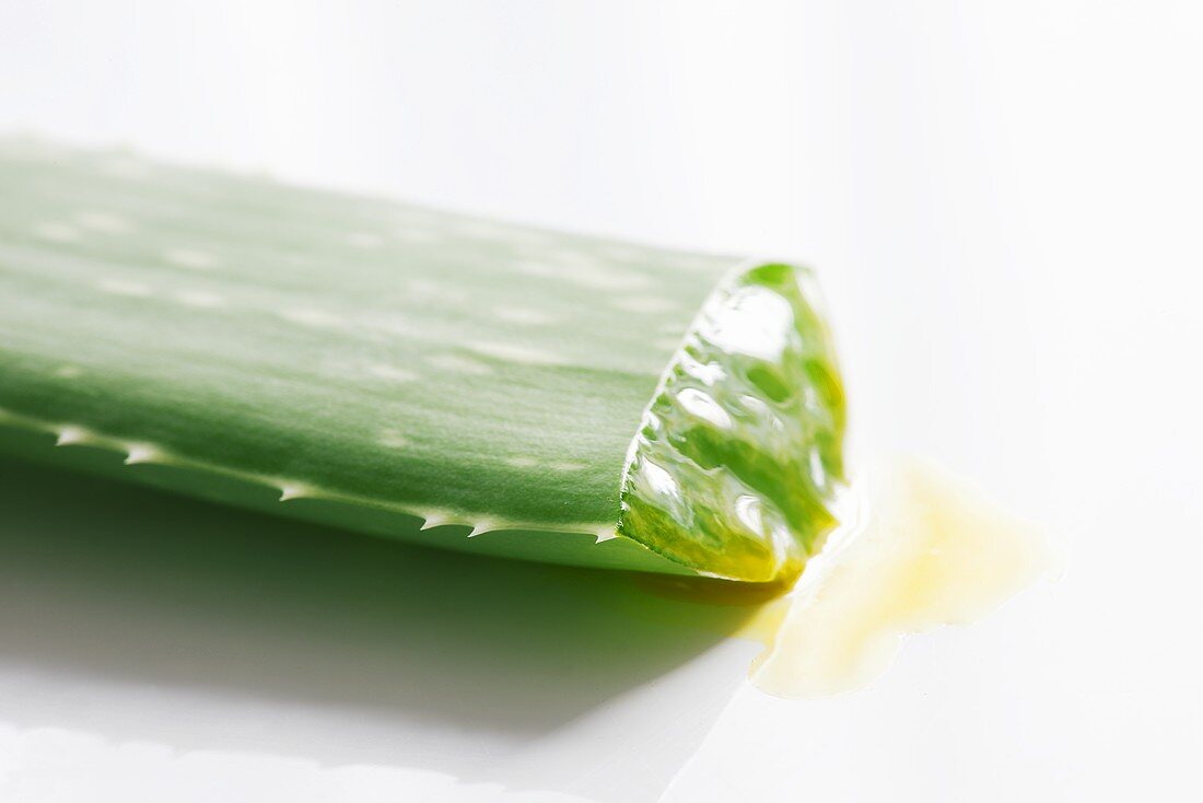 Aloe Vera Trieb mit Saft