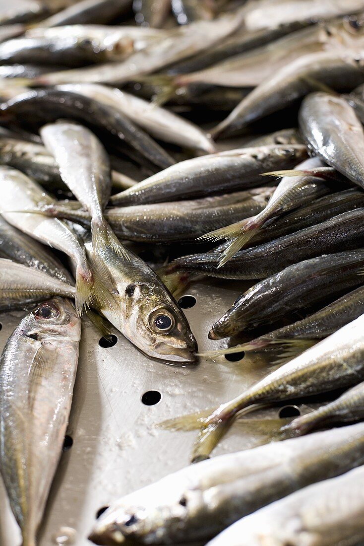 Fresh sardines