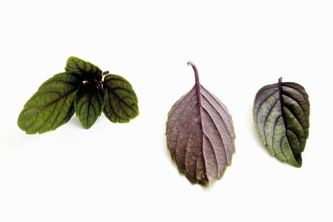 Bush basil leaves