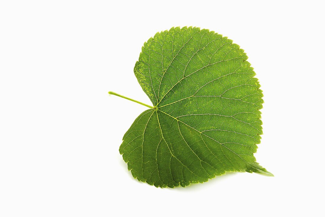 A lime leaf