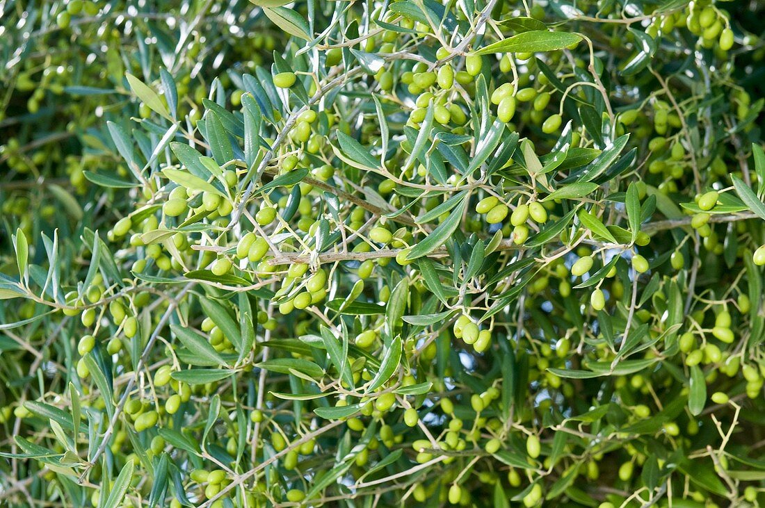 Viele Oliven am Baum (bildfüllend)