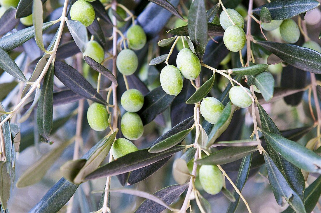Olives on the tree