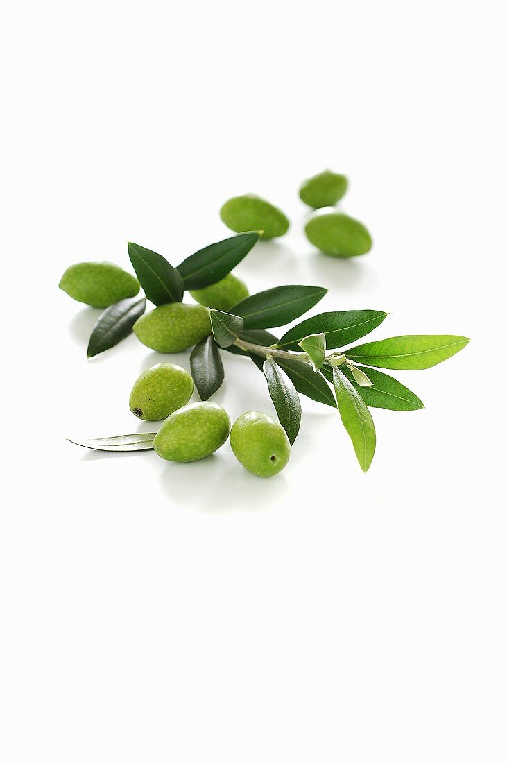 Frische grüne Oliven mit Zweig