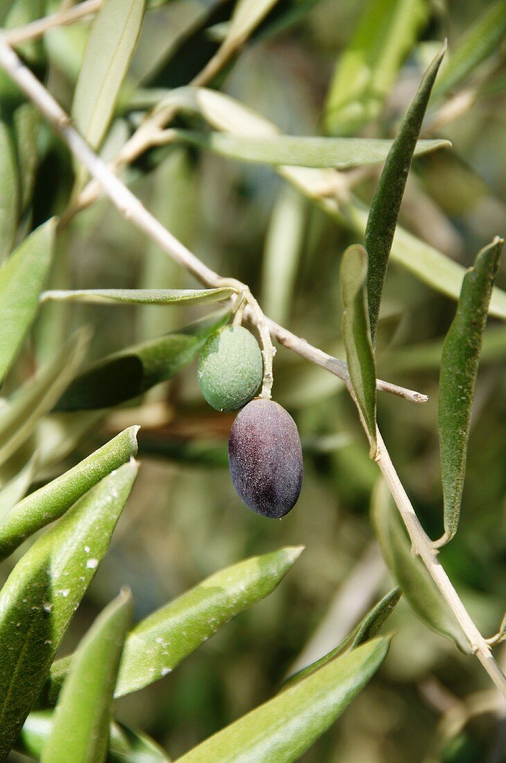 Olives on the tree