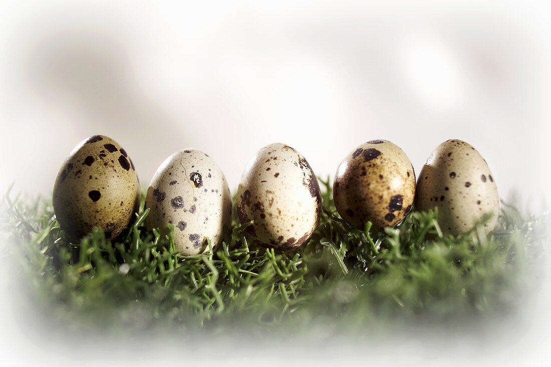Five quails' eggs in a row