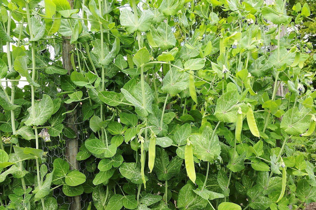 Mangetout in vegetable bed