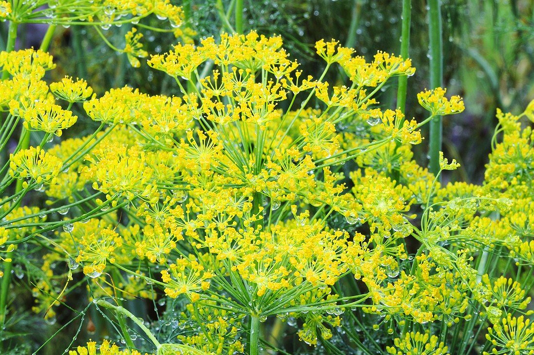 Flowering fennel in garden