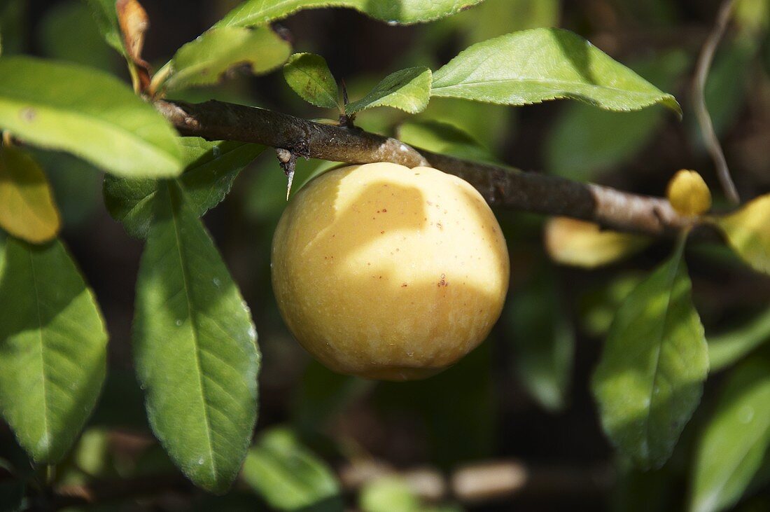 Aprikose am Baum (Close Up)