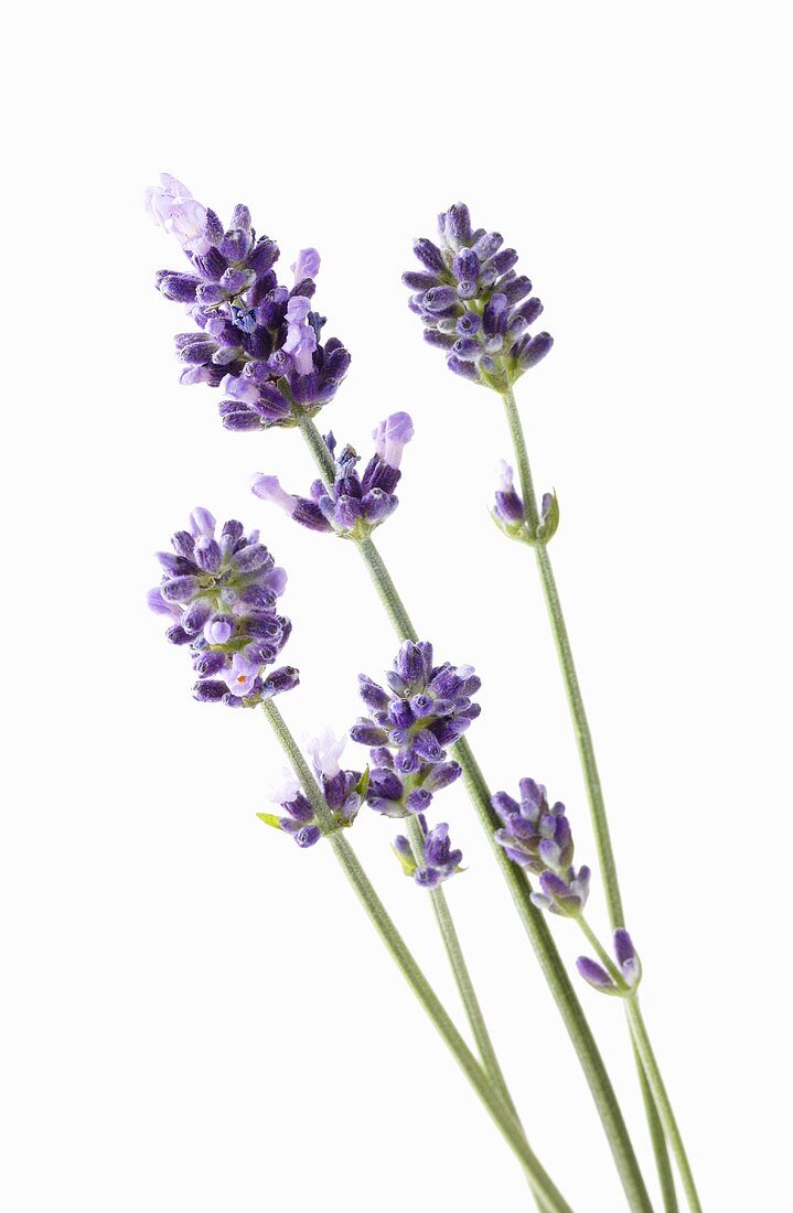 Lavender flowers