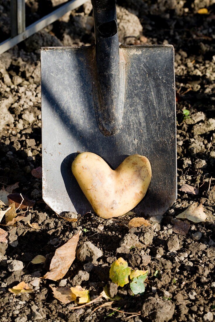 Heart-shaped potato in front of spade