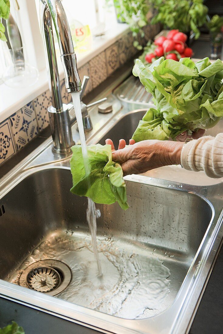 Washing lettuce