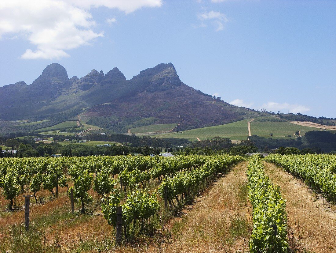 Ein Weinberg in Südafrika