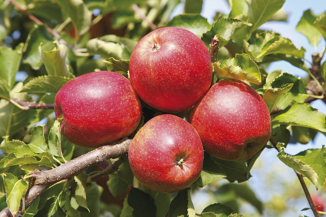 Rote Äpfel am Baum (Nahaufnahme)