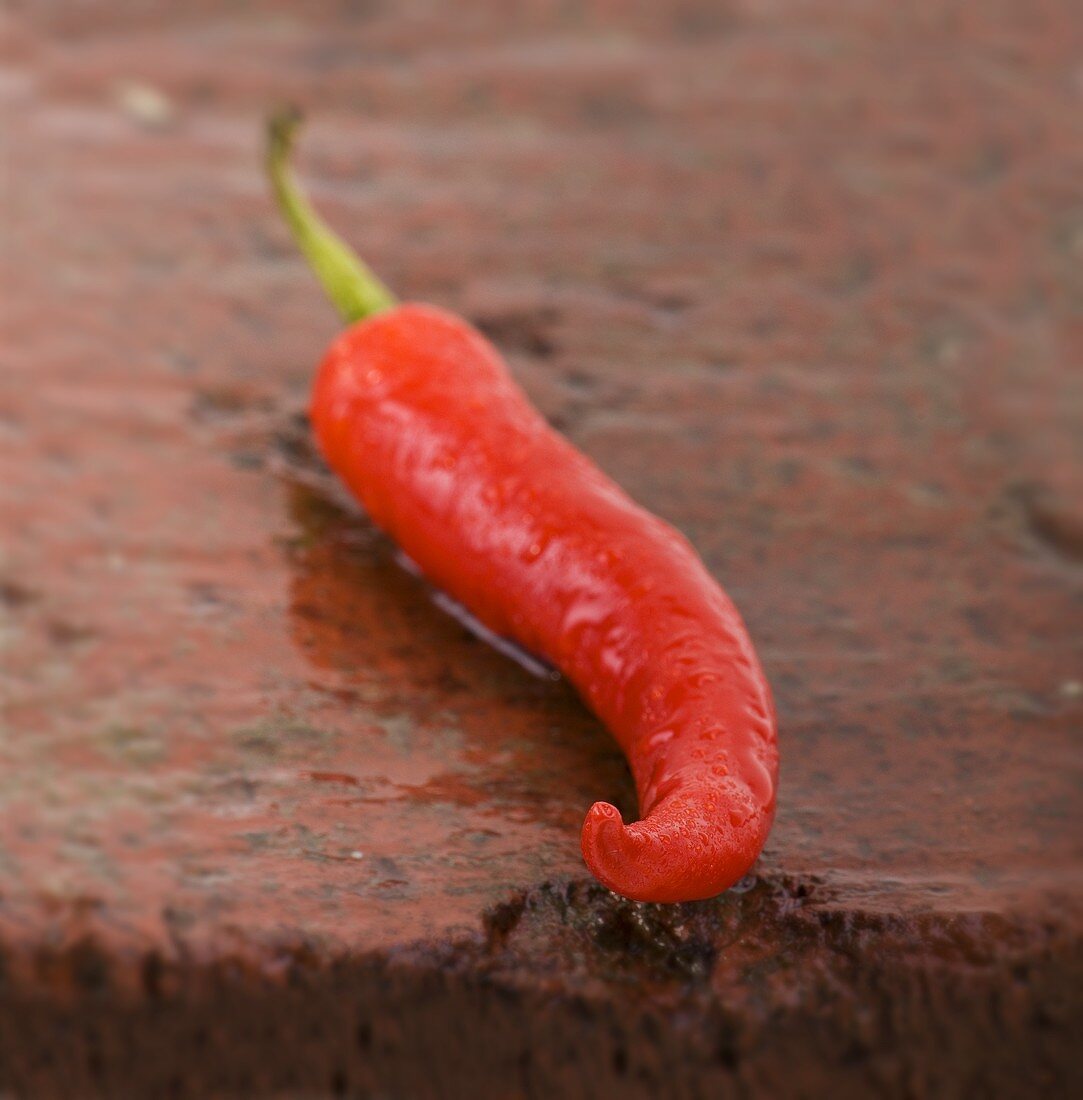 Red chilli on wet brick