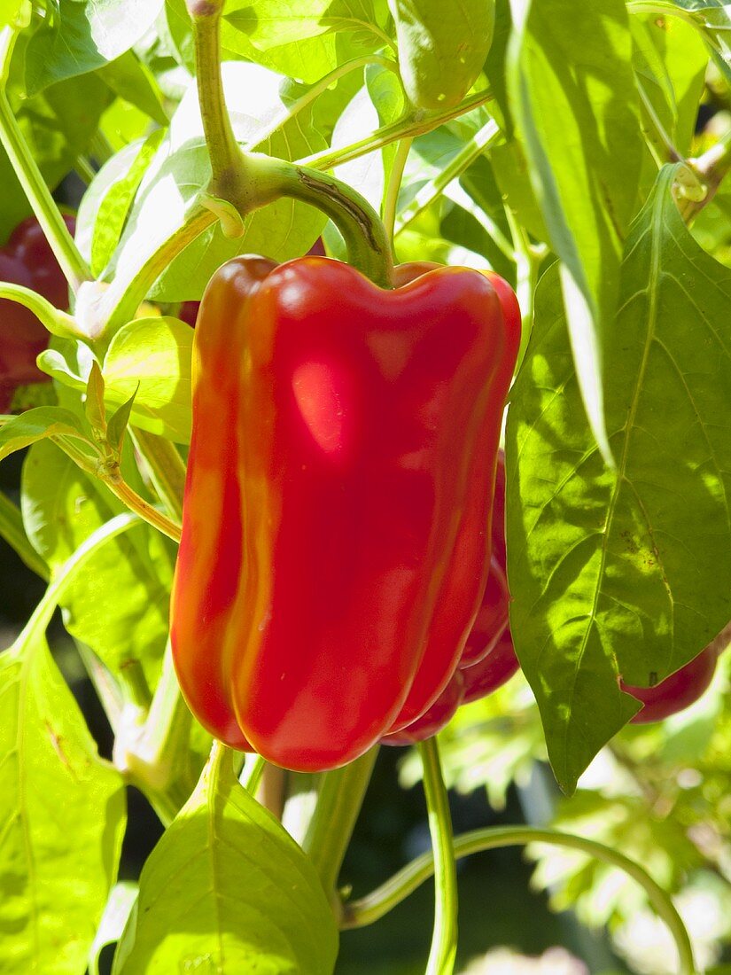 Red pepper on the plant