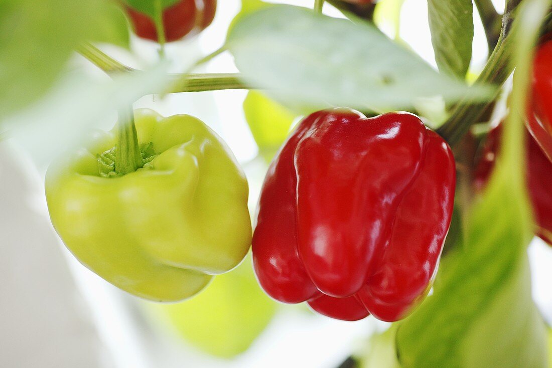 Peppers on the plant