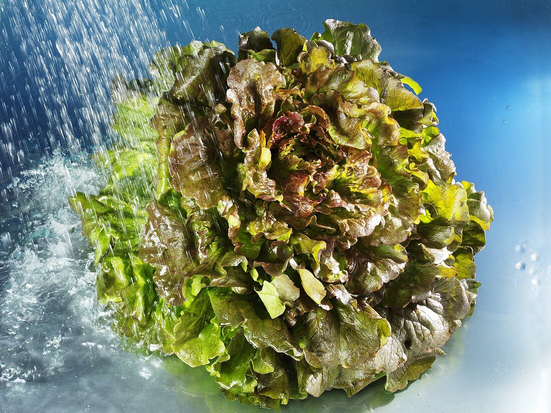 Batavia lettuce with water