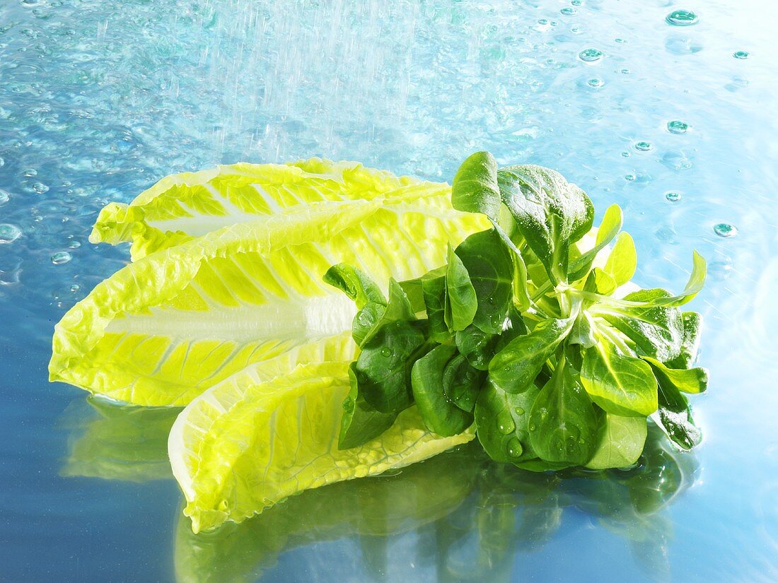 Corn salad and romaine lettuce with water