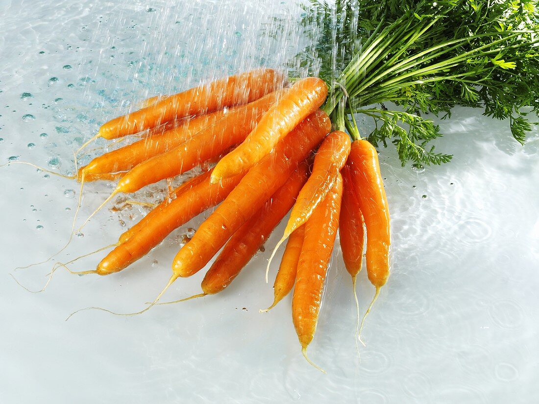 Bunch of carrots with water