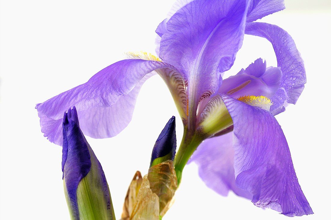 Irisblüte (Close Up)