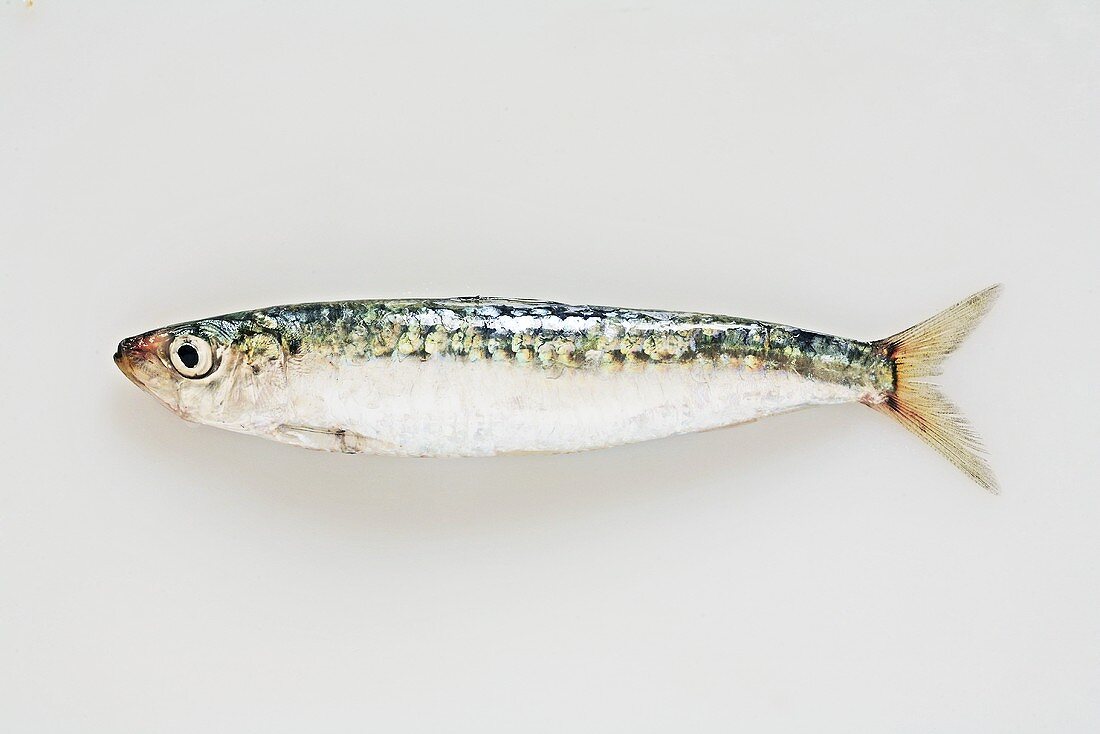 A sardine