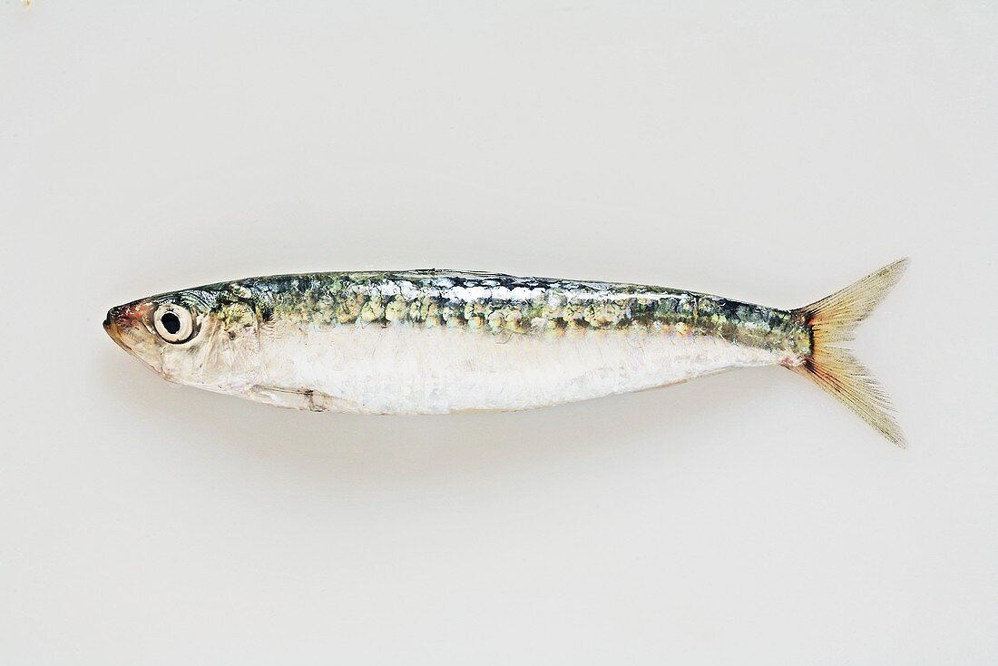 Eine Sardine