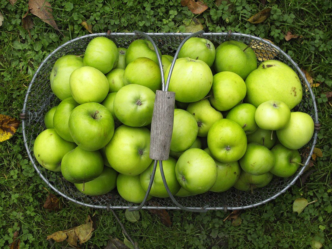 Viele grüne Äpfel im Korb auf Wiese (Draufsicht)