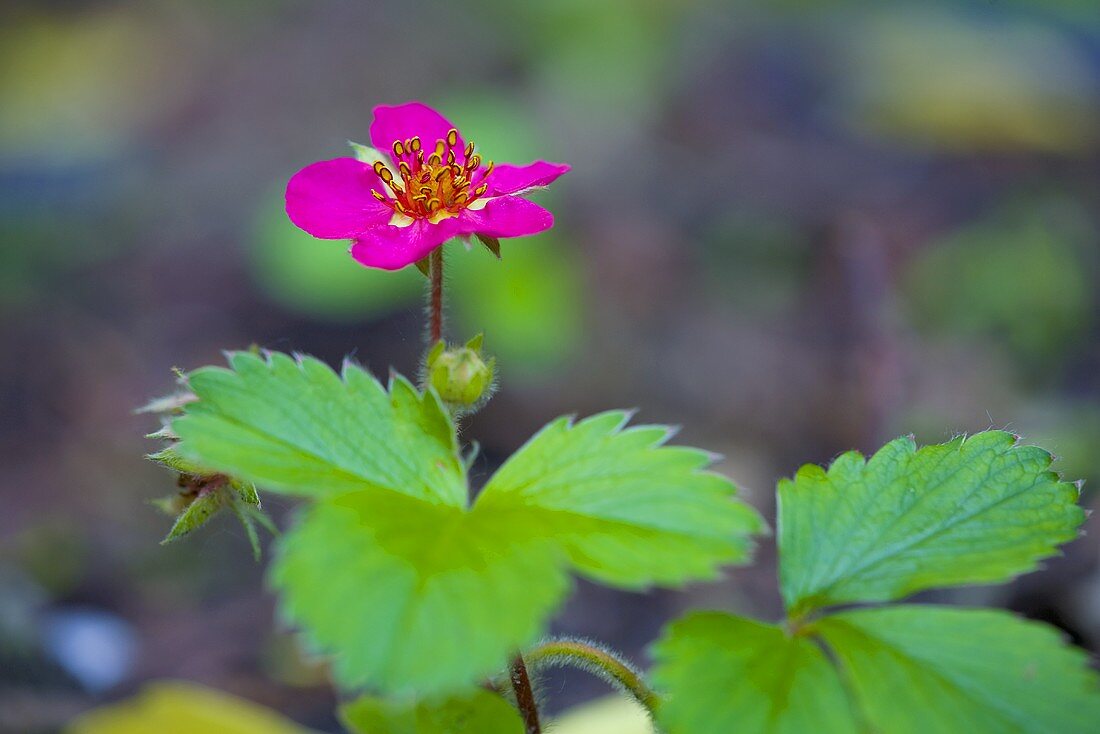 Flowering raspberry plant