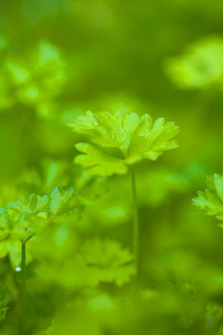 Parsley growing in a garden