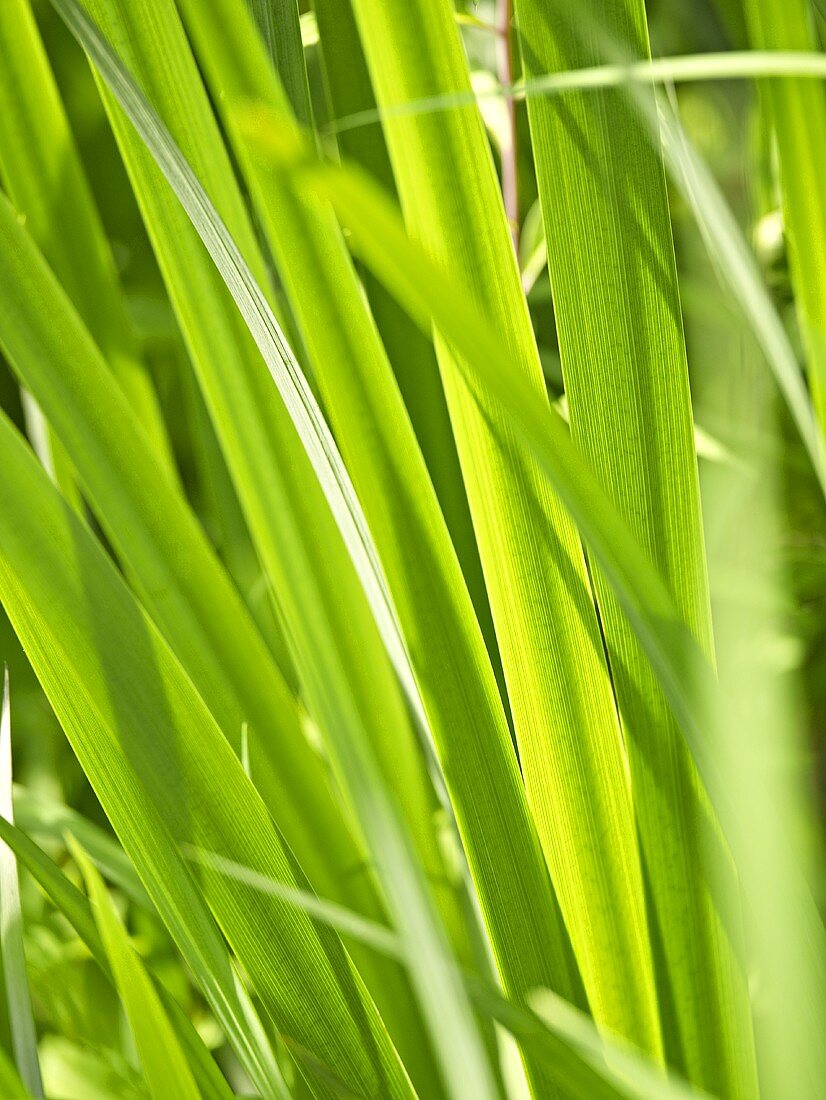 Reeds (close-up)