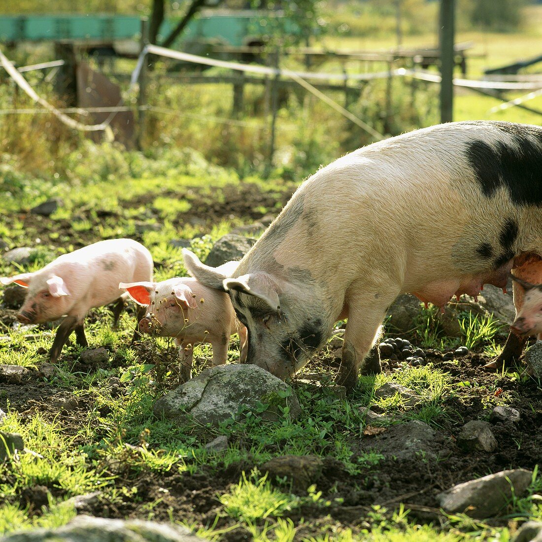 Sow and piglets on a farm in Sweden