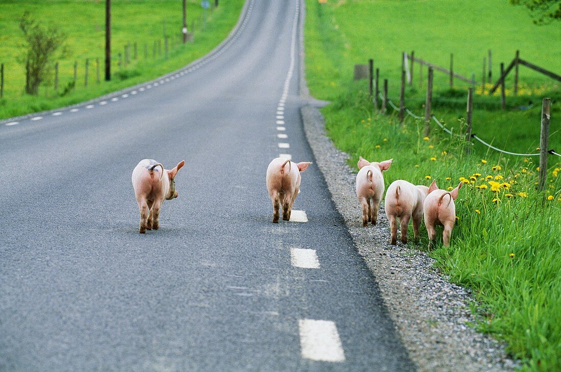 Domestic pigs on a road in Sweden