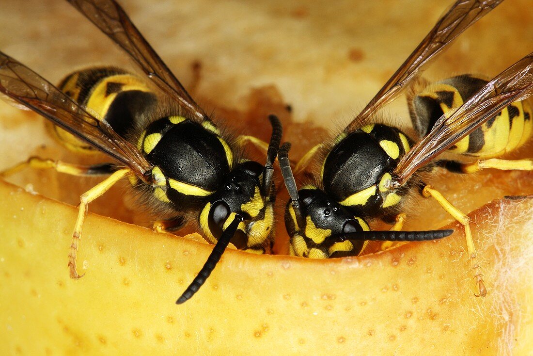 Zwei Wespen fressen einen Apfel
