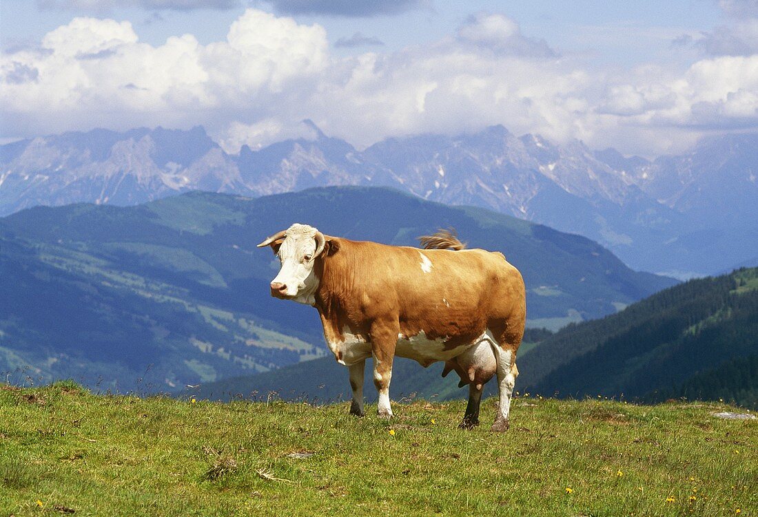 Kuh auf einer Alpenwiese