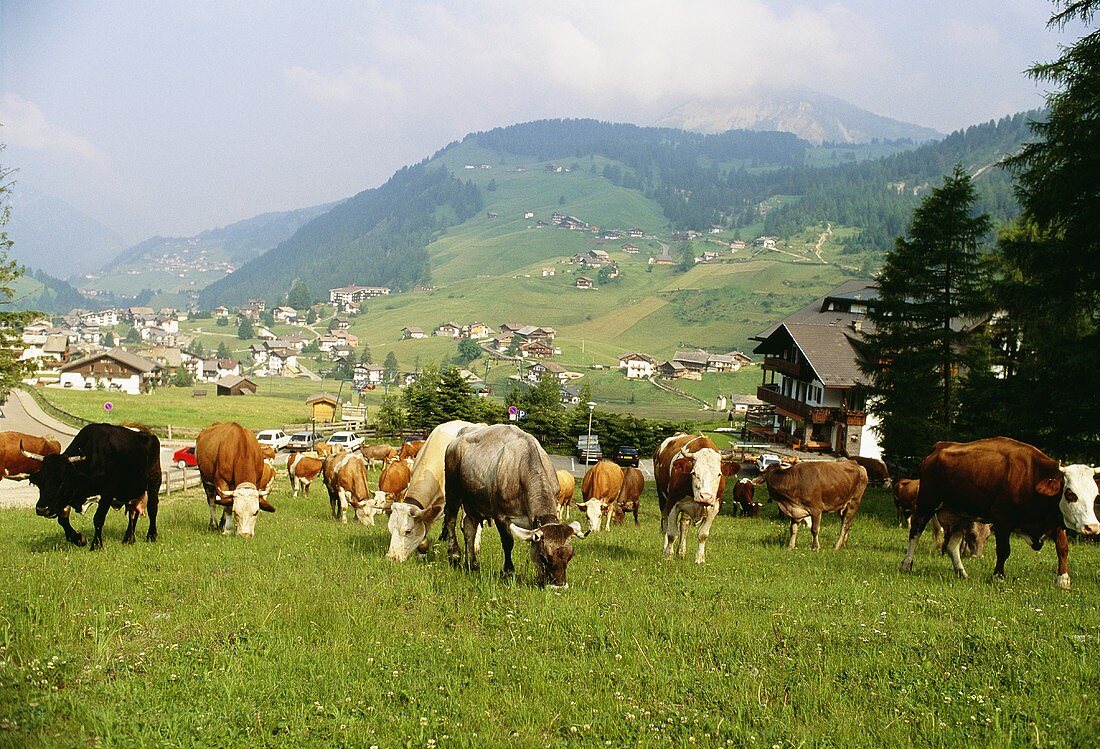 Kuhherde grasen auf einer Wiese in den Dolomiten