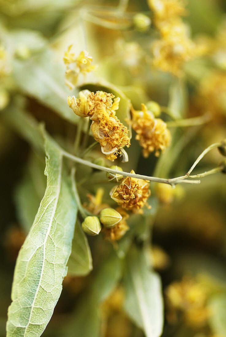 Dried lime flowers (close-up)