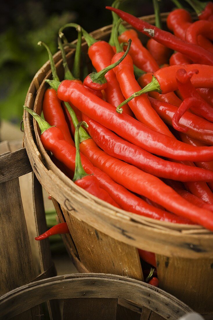 Basket of Fresh Picked Chili Peppers