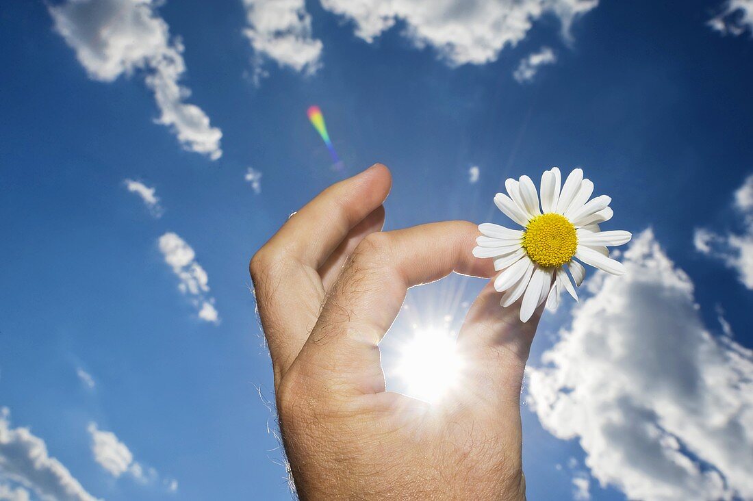 Hand holding a daisy