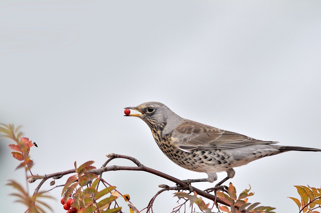 Ein Wacholderdrossel auf einem Vogelbeerzweig