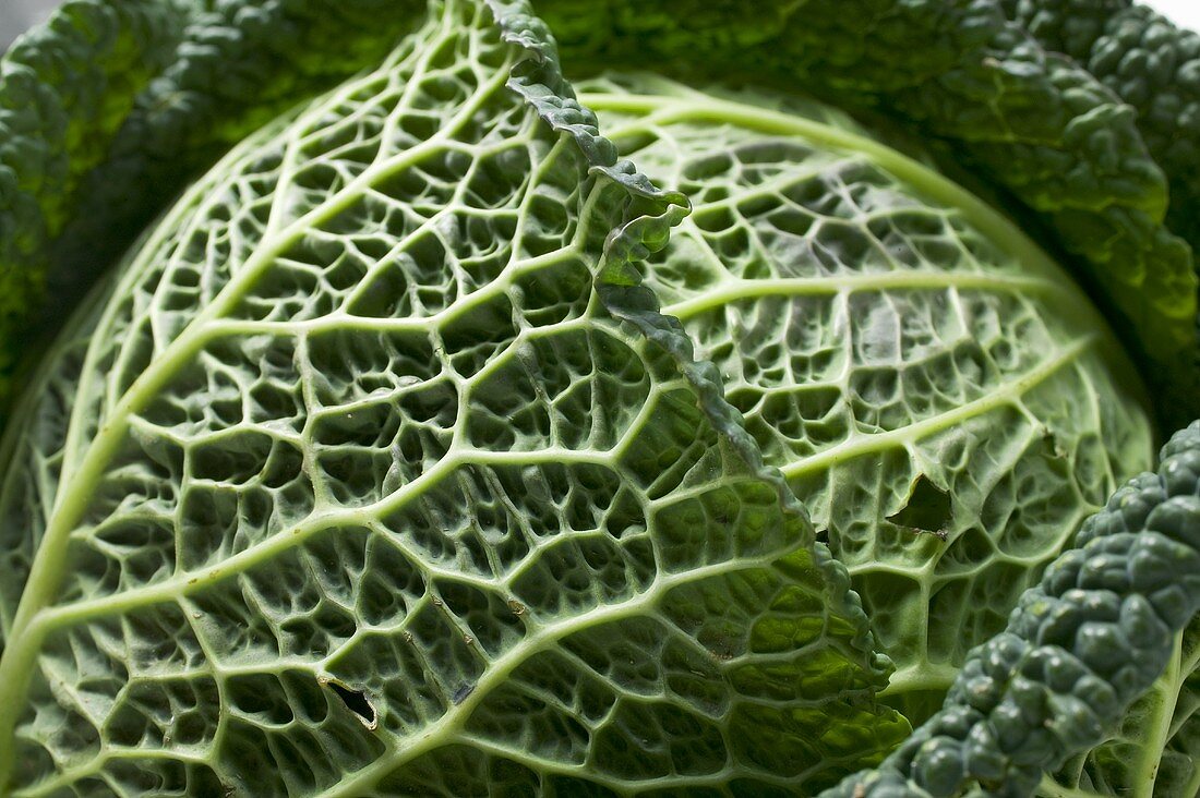 Savoy cabbage (close-up)