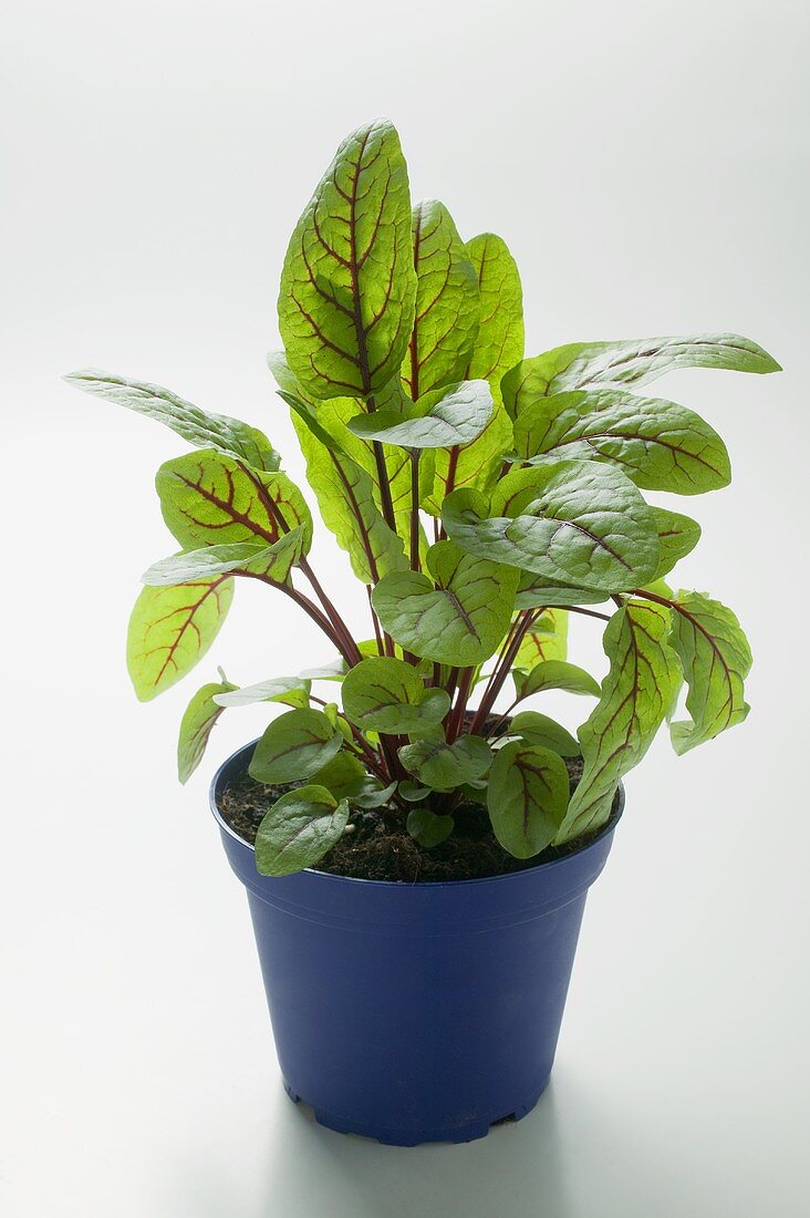 Sorrel in pot