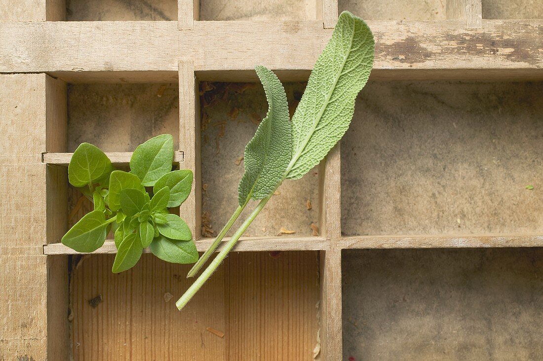 Sage and oregano in type case