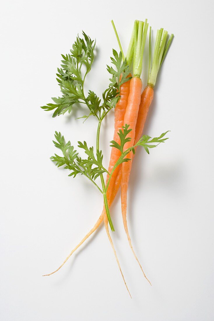 Three young carrots and a carrot leaf
