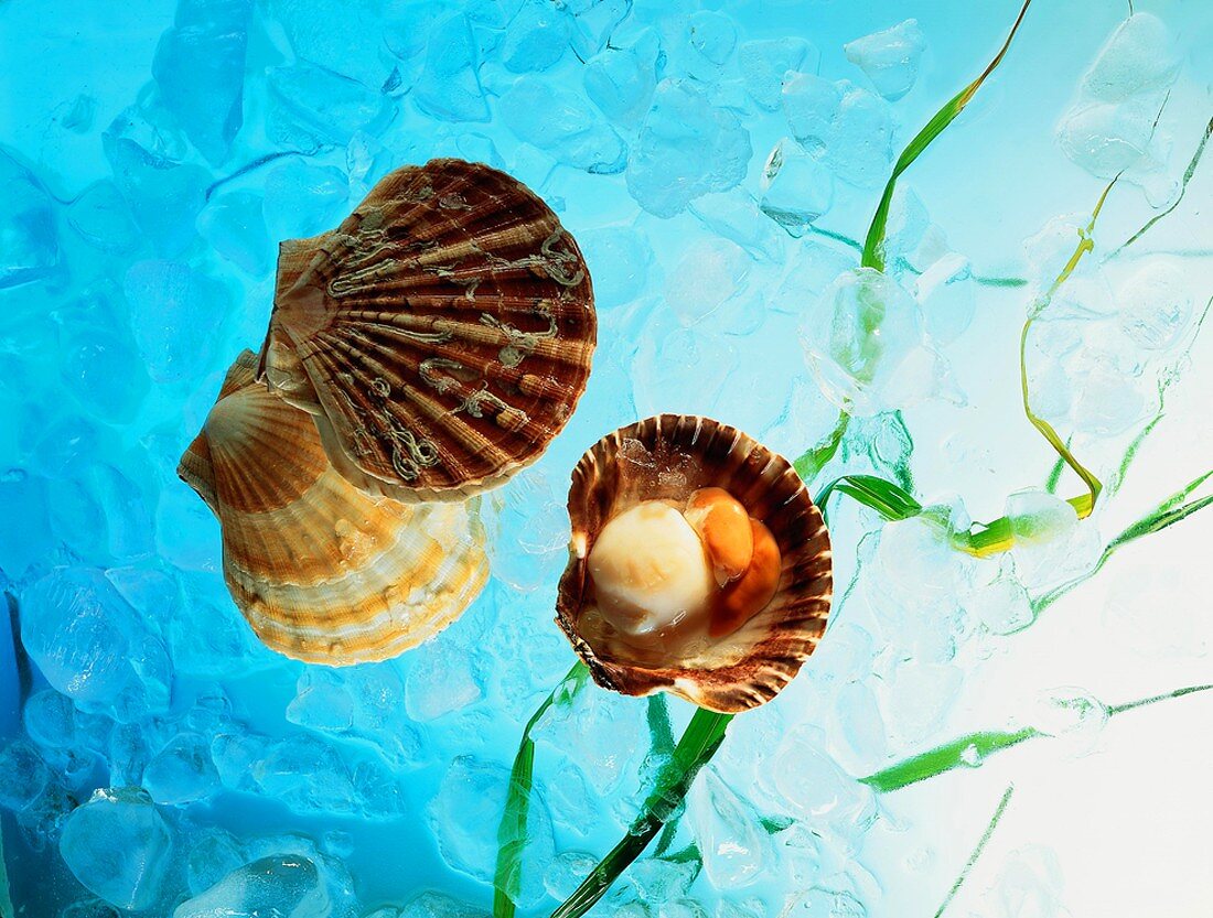 Whole and Open Scallop Shells; Blue Water; Ice