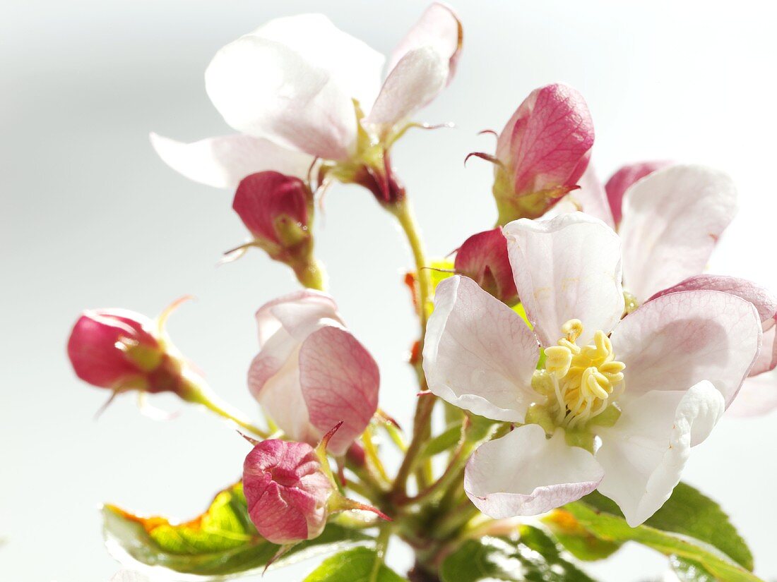 Apple blossom (close-up)